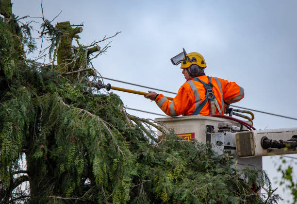 How Our Tree Care Process Works  in  Red Lake, MN